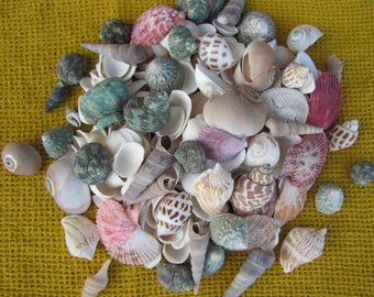 Seashells - Seashore Seashells. 200 assorted seashells. DIY decorations & crafts. marine snail shell shells jewelry sea Wedding decor