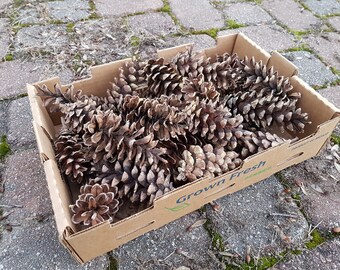 50 Medium Long Pine Cones, Rustic Natural Decor, DIY Crafts