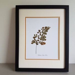 MaidenHair fern botanical artwork (#19)