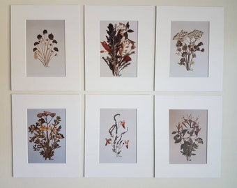 Dried flowers compositions. Flower prints (#9)