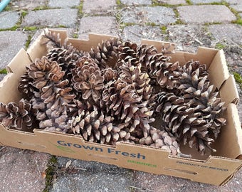 60 Small Pine Cones, 2-4 Inch, Rustic Wedding Decor, DIY Crafts