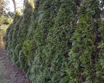 Fresh cut Cedar branches/tips Aromatic Northern White Cedar - Good for rustic and natural decorations - Witchcraft herbs Holiday Evergreens