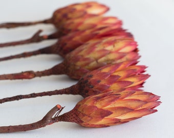 Dried protea repens flowers, Floral decor