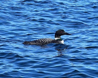 Può includere: Un loon nero e bianco con un occhio rosso galleggia su uno specchio d'acqua blu.