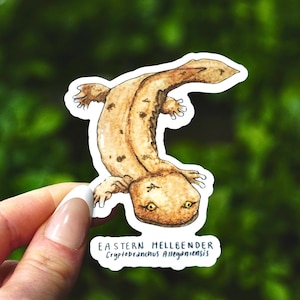 May include: A sticker of an Eastern Hellbender, a type of salamander, with the scientific name "Cryptobranchus Alleganiensis" written below it.