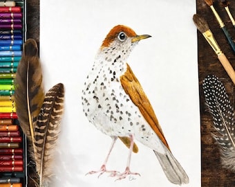 Wood Thrush Greeting Card