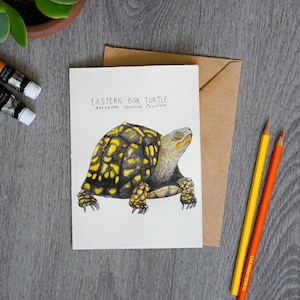 Eastern Box Turtle Greeting Card