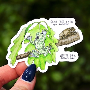 Peut inclure: Un autocollant représentant une grenouille arboricole grise (Hyla versicolor) verte et blanche grimpant sur une feuille de chêne blanc (Quercus alba). L'autocollant comprend également une petite grenouille brune sur une branche.