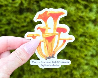 Jack-O’-Lantern Fungus Sticker - thick, high-quality vinyl, dishwasher tested, scratch and fade resistant, waterproof sticker