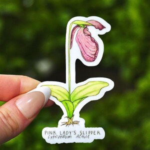 May include: A pink lady's slipper orchid sticker with a white background and green leaves. The sticker has the text "PINK LADY'S SLIPPER Cypripedium Acaule" printed on the bottom.