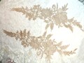 Embroidered Lace Appliques Champagne Romantic Rose Floral Venice Lace Mirror Pair 16" (DH83X-chp)