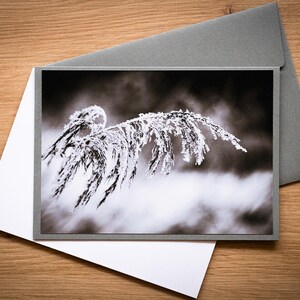 Biglietto di lutto con foto "Salice nella neve"