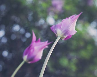 Purple tulips, soft focus photography, Wall Art, Home Decor, Office Art, Nursery Decor, Spring Flowers, Green, Soft Circular Bokeh