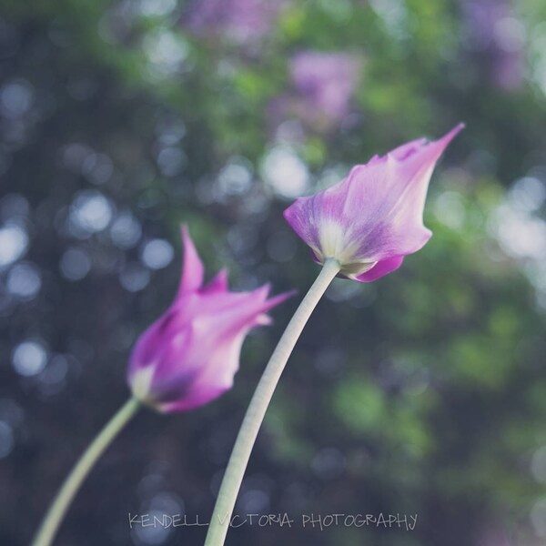 Lila Tulpen, Soft-Fokus-Fotografie, Wandkunst, Wohnkultur, Bürokunst, Kinderzimmer Dekor, Frühlingsblumen, grün, weiche kreisförmige Bokeh