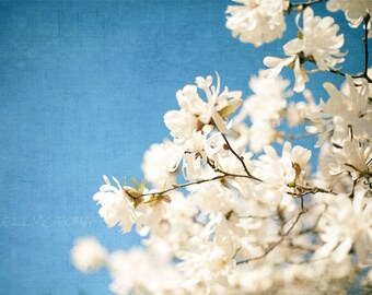 White Magnolia Tree Flowers on Blue Sky, Floral Home Decor, Office, Nursery