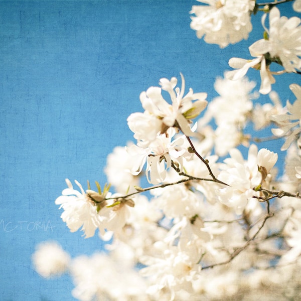 Weiße Magnolie Baum Blumen auf blauem Himmel, Blumen Wohnkultur, Büro, Kindergarten