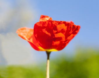 Bright Orange Poppy on Blue Sky Background, Wall Art, Home Decor, Office Art, Nursery Decor, Spring Flowers, Green, Soft Bokeh