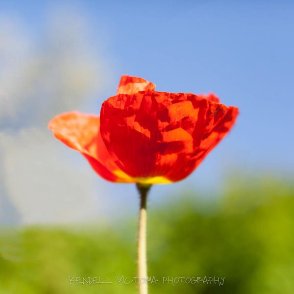 Helle Orange Mohn auf blauem Himmel Hintergrund, Wandkunst, Wohnkultur, Bürokunst, Kinderzimmer Dekor, Frühlingsblumen, grün, weiche Bokeh