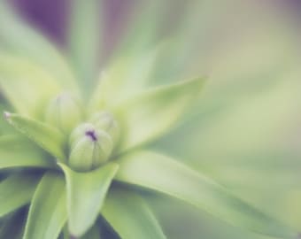 Lily Macro Photo, lily buds, soft focus photography, Wall Art, Home Decor, Office Art, Nursery Decor, Spring Flowers, Green, Soft fade Bokeh