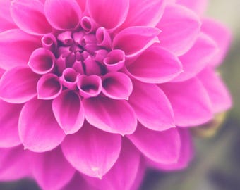 May include: A close-up of a vibrant pink dahlia flower with delicate petals.
