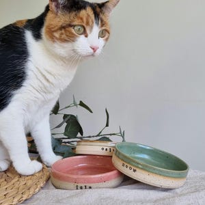 Może przedstawiać: Kot szylkretowy siedzi obok trzech ceramicznych misek dla zwierząt. Miski są r&oacute;żowe, zielone i beżowe, z napisem "Isla" i "meow". Miski znajdują się na neutralnej powierzchni.