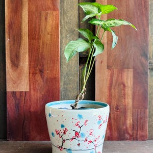 Puede incluir: Una pequeña planta en maceta con hojas verdes en una maceta de cerámica blanca. La maceta está decorada con ramas florales rojas, puntos azules y un borde azul. El fondo es un panel de madera.