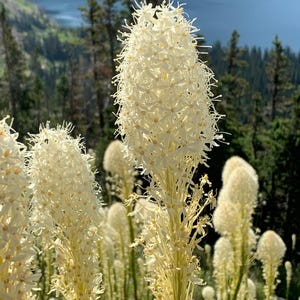 May include: A close-up of a cluster of white flowers with long, thin stems. The flowers are in bloom and have a delicate, feathery appearance. The background is a blur of green trees and a blue sky.