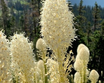 Grass