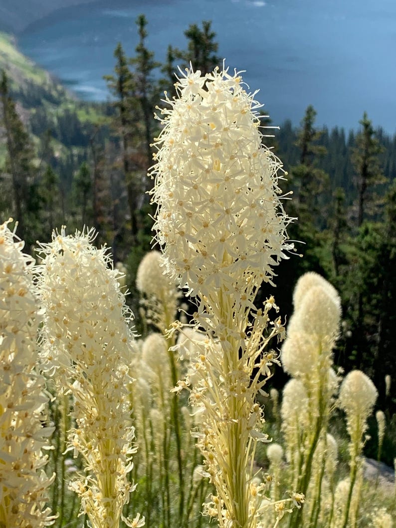 May include: A close-up of a cluster of white flowers with long, thin stems. The flowers are in bloom and have a delicate, feathery appearance. The background is a blur of green trees and a blue sky.