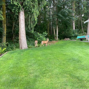 May include: Two deer standing in a grassy yard with a forest in the background.