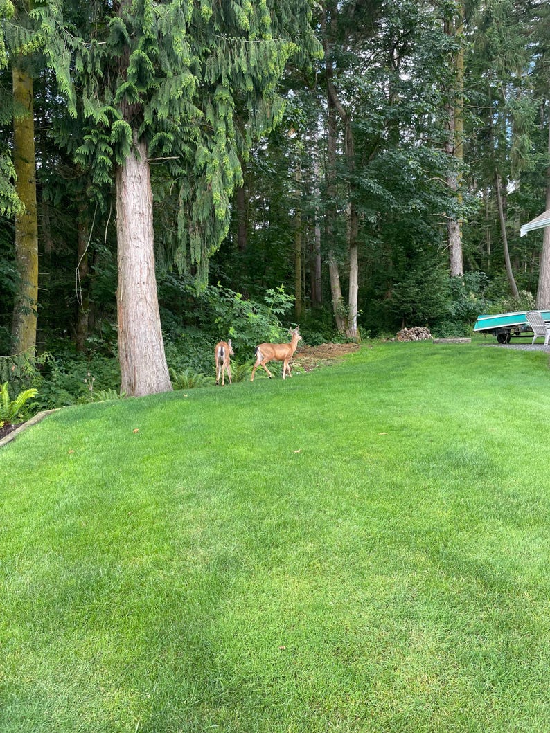 May include: Two deer standing in a grassy yard with a forest in the background.