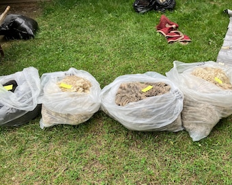 Zebby’s 2025 Skirted Shetland sheep fleece