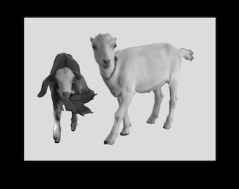 Two Goat Kids: Stanley & Yankel — A Gentle Story of Rescue, Healing, and Farm Life