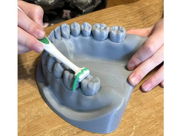 Dental Mandible / Maxilla Model for Brushing & Flossing Education – Perfect for Learning Oral Hygiene