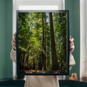 Majestätisch Redwood Forest Fotografie, Natur Fine Art Fotografie, Malerische Waldwandkunst, Nationalpark-Dekor, Kalifornien Landschaftsposter