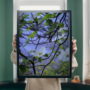 Hartriegel Blumen Fotografie, Blühender Baum, Wandkunst, Frühlingsblumen Fotografie, Natur Fine Art Decor, Botanisches Haus Poster