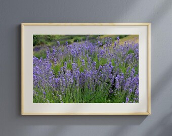 Lavendel Blumen Fotografie, lila Blumenwandkunst, Naturfotografie, botanisches Wohndekor