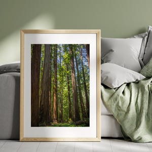 Majestätisch Redwood Forest Fotografie, Natur Fine Art Fotografie, Malerische Waldwandkunst, Nationalpark-Dekor, Kalifornien Landschaftsposter