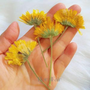May include: A collection of four dried yellow flowers with green centers and stems. The flowers are arranged in a hand, with the stems pointing upwards.