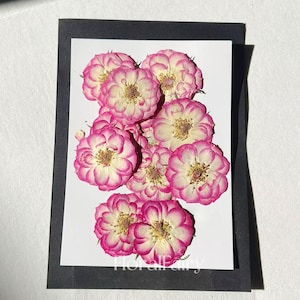 May include: A collection of dried pink and white rose petals with a white background. The petals are arranged in a circular pattern and have a delicate, layered texture.