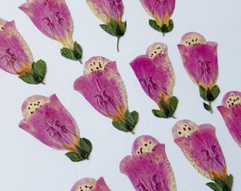 Pressed Real Dried pink Flowers for Card making, Bookmarks, Resin Art Supplies 12pcs