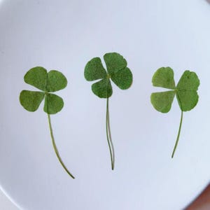 Op de afbeelding: Drie geperste groene klavers met vier bladeren op een witte achtergrond. De klavers zijn in een rij gerangschikt, elk met een lange, dunne stengel. De bladeren zijn heldergroen en de achtergrond is effen wit.