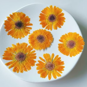 May include: A white ceramic plate displays six dried calendula flowers. The flowers have bright orange petals and dark brown centers. The arrangement is simple and natural, with the flowers evenly spaced on the plate.