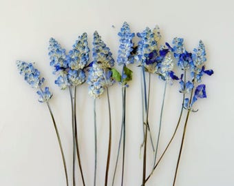May include: A collection of dried blue flowers with slender stems. The flowers have a textured appearance and are arranged against a white background. The blue hues range from light to deep shades, creating a natural and delicate aesthetic.