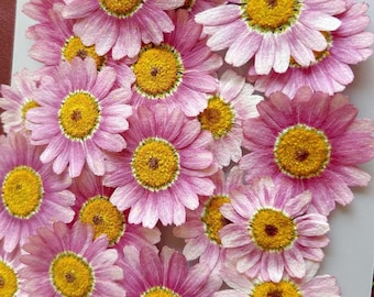 Pressed Dried Daisy Flowers for Card making, Bookmarks, Resin Art, Edible 12pcs