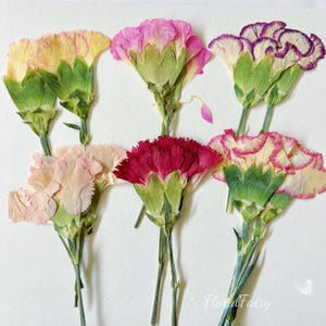 May include: An overhead shot of seven dried carnation flowers in various colors, including yellow, pink, and red. The flowers have green stems and sepals, and are arranged on a white background. The flowers are in full bloom.