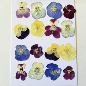 Puede incluir: Colección de flores de pensamiento prensadas en varios colores, incluyendo morado, amarillo y azul, dispuestas sobre un fondo blanco. Las flores muestran diferentes etapas de floración, destacando sus detalles. El texto "Floral Fairy" es visible.