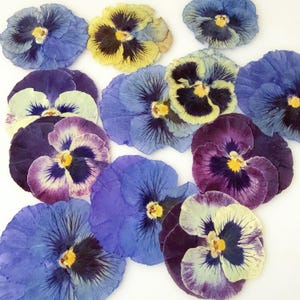 May include: A collection of pressed pansy flowers in shades of blue, purple, yellow, and white. The petals display intricate veining and a central yellow stamen. These dried flowers are arranged on a white surface.