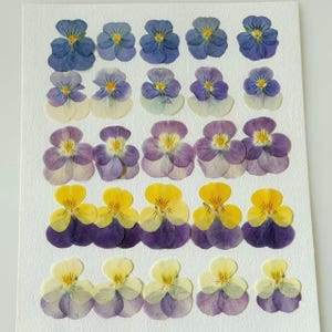 May include: A collection of pressed pansy flowers in various colors, including blue, purple, yellow, and white, arranged on a white background. The pansies are in full bloom, showcasing their delicate petals and intricate details.