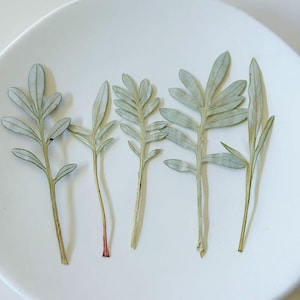 May include: Five dried, light green leaves with delicate, feathery foliage are arranged on a white, round plate. The stems are thin and vary in color from light brown to reddish-brown. The leaves have a soft, muted green hue.